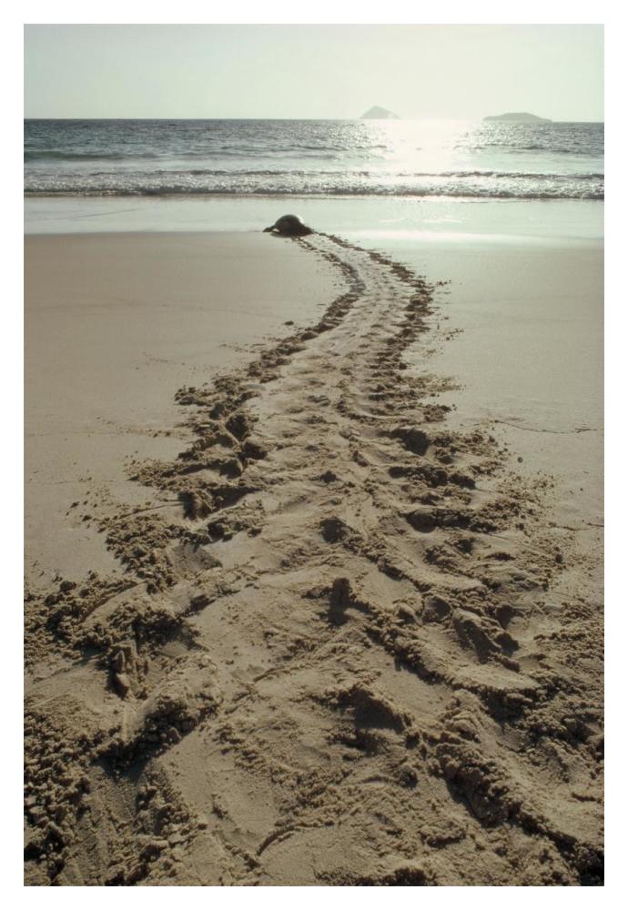 Green Sea Turtle returning to the sea after nesting, Turtle Bay, Galapagos-Paper Art-14"x20"