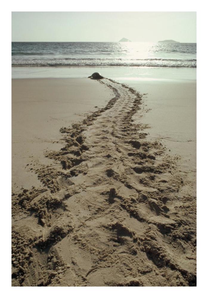 Green Sea Turtle returning to the sea after nesting, Turtle Bay, Galapagos-Paper Art-18"x26"