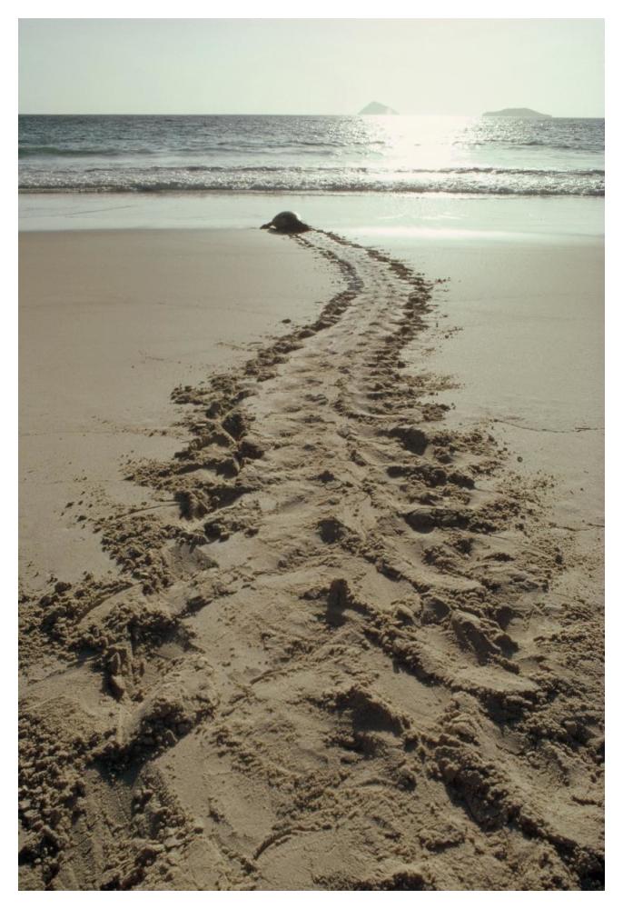 Green Sea Turtle returning to the sea after nesting, Turtle Bay, Galapagos-Paper Art-34"x50"