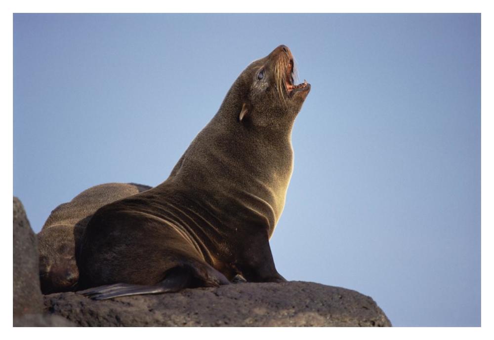 Galapagos Fur Seal calling for her pup, Cape Hammond, Galapagos Islands-Paper Art-20"x14"