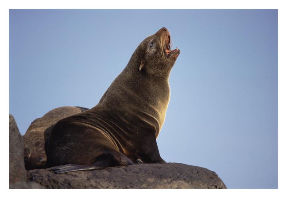 Galapagos Fur Seal calling for her pup, Cape Hammond, Galapagos Islands-Paper Art-32"x22"