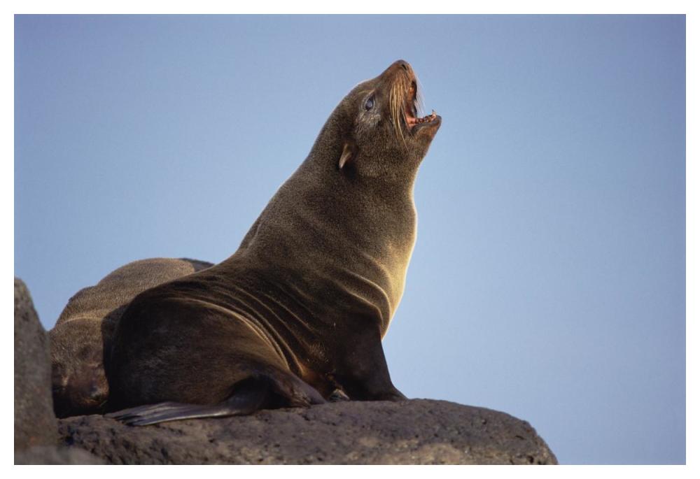 Galapagos Fur Seal calling for her pup, Cape Hammond, Galapagos Islands-Paper Art-50"x34"