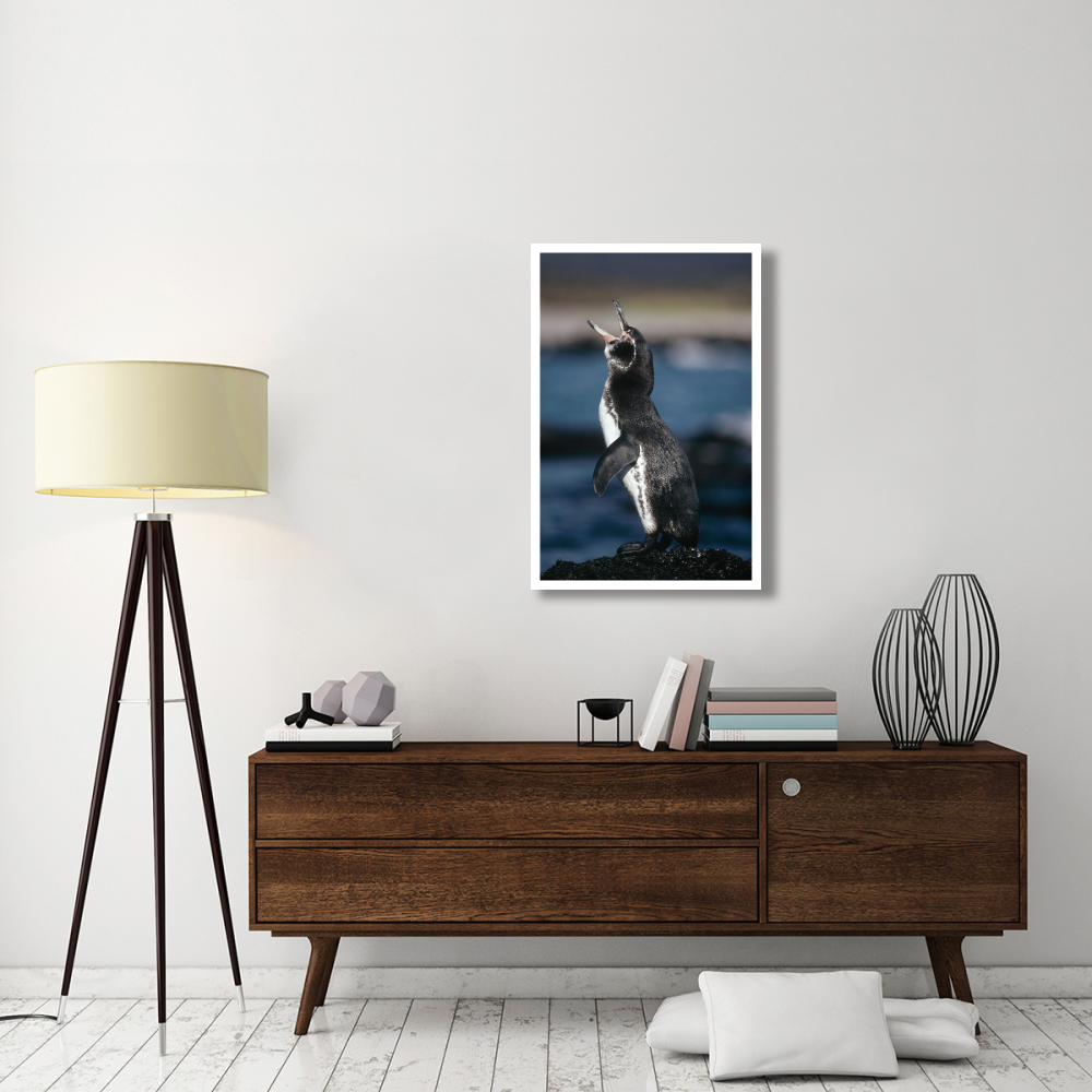 Galapagos Penguin, Fernandina Island, Galapagos Islands, Ecuador-Paper Art-26&quotx38"