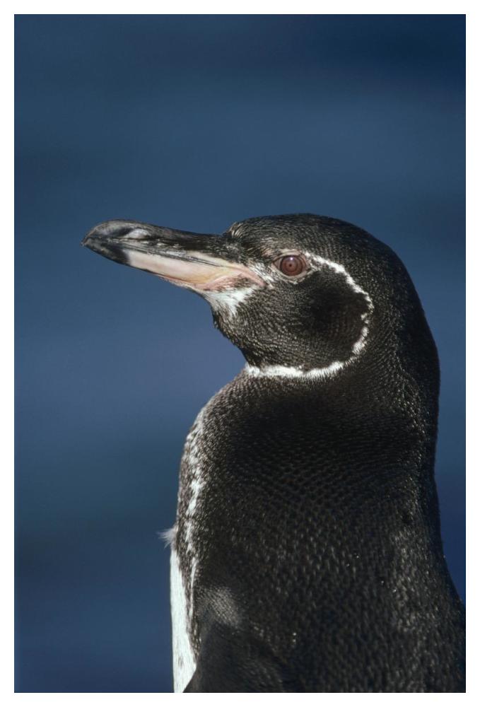 Galapagos Penguin, Bartolome Island, Galapagos Islands, Ecuador-Paper Art-34"x50"