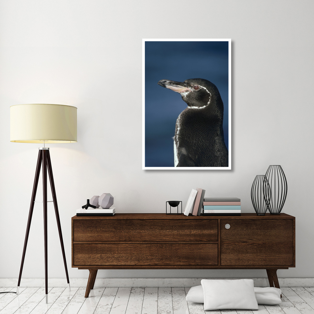 Galapagos Penguin, Bartolome Island, Galapagos Islands, Ecuador-Paper Art-34&quotx50"