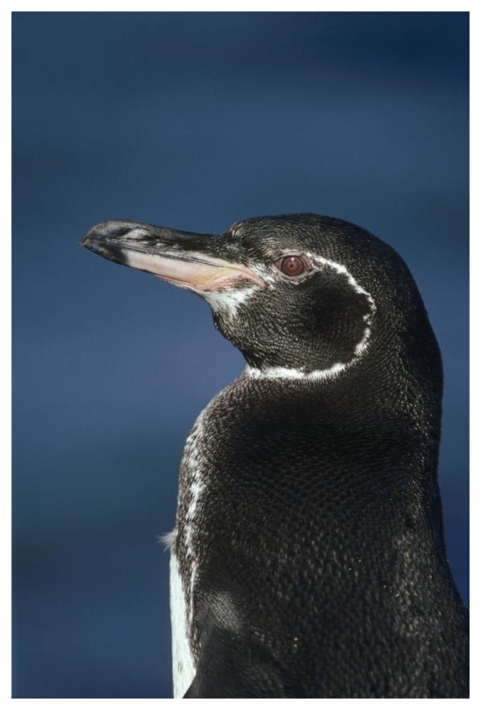 Galapagos Penguin, Bartolome Island, Galapagos Islands, Ecuador-Paper Art-42"x62"