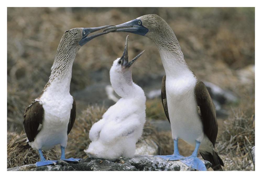 Blue-footed Booby family on nest, Galapagos Islands, Ecuador-Paper Art-38"x26"