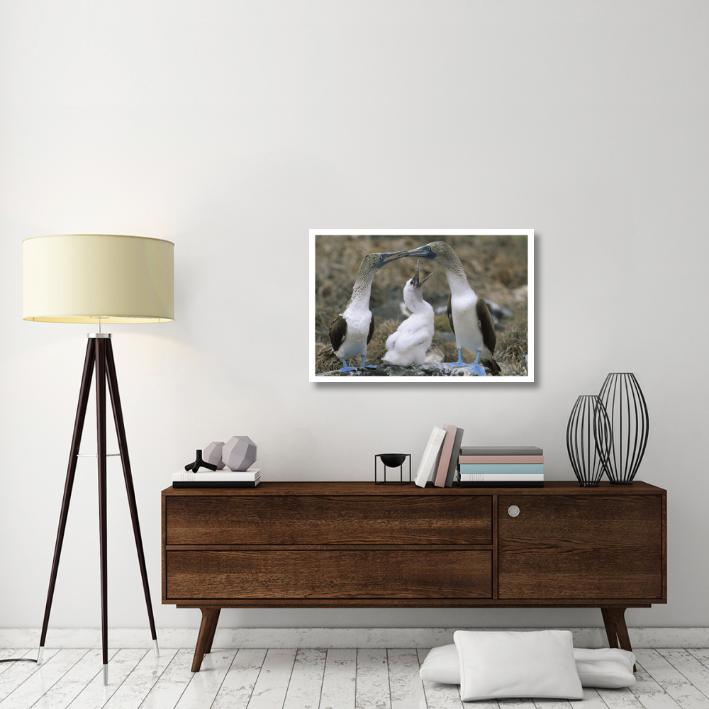 Blue-footed Booby family on nest, Galapagos Islands, Ecuador-Paper Art-38&quotx26"
