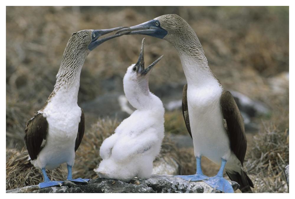 Blue-footed Booby family on nest, Galapagos Islands, Ecuador-Paper Art-50"x34"
