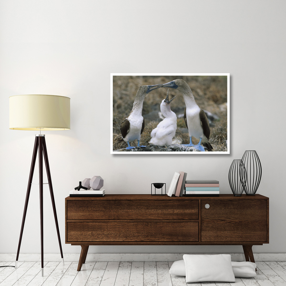 Blue-footed Booby family on nest, Galapagos Islands, Ecuador-Paper Art-50&quotx34"