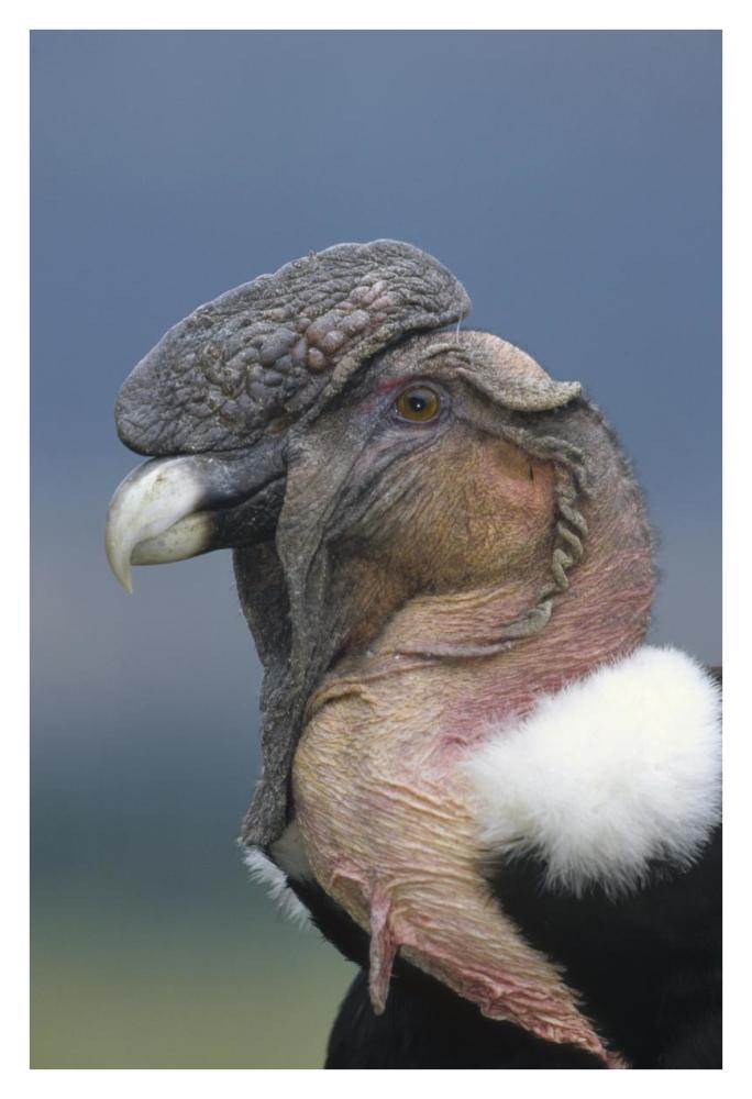 Andean Condor male, Cayambe, Ecuador-Paper Art-26"x38"