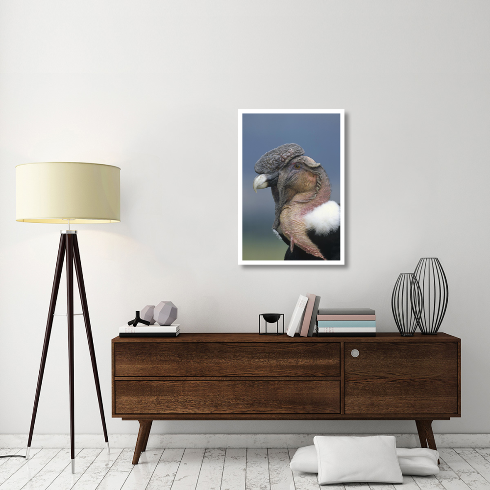Andean Condor male, Cayambe, Ecuador-Paper Art-26&quotx38"