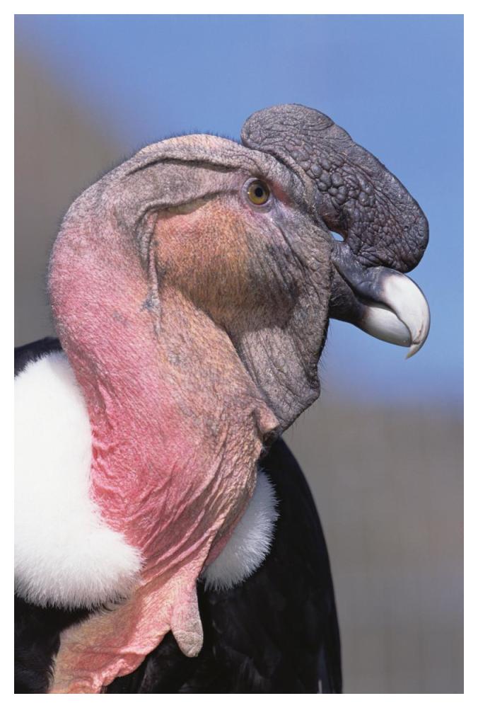 Andean Condor male, Cayambe, Ecuador-Paper Art-34"x50"