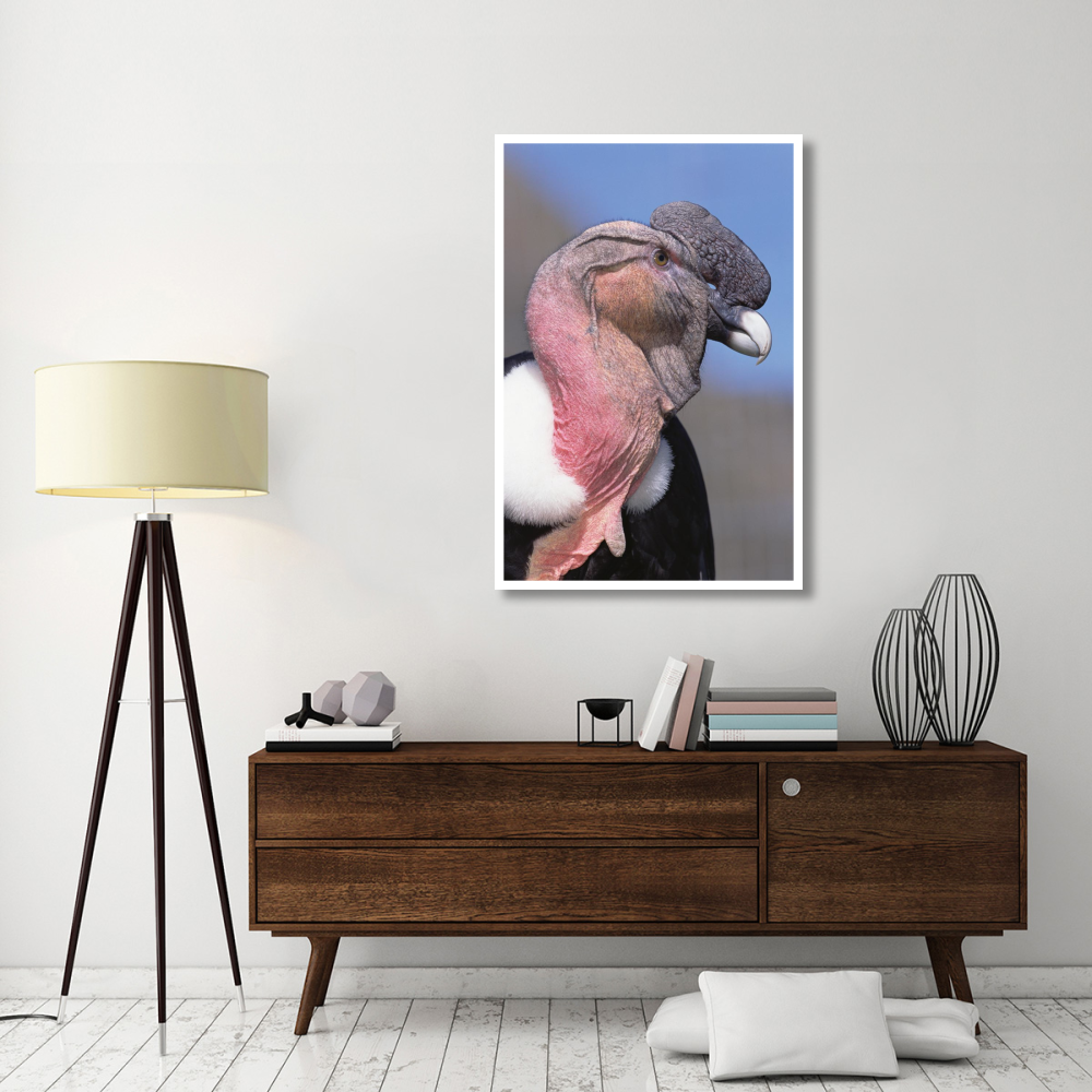 Andean Condor male, Cayambe, Ecuador-Paper Art-34&quotx50"