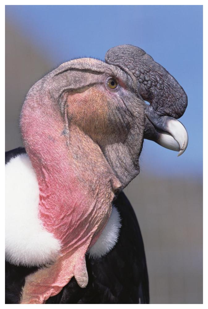 Andean Condor male, Cayambe, Ecuador-Paper Art-42"x62"