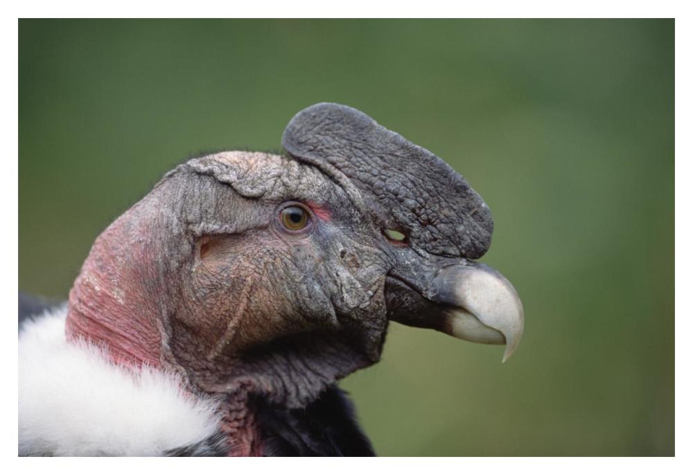 Andean Condor male, Cayambe, Ecuador-Paper Art-20"x14"