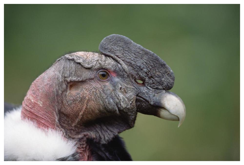 Andean Condor male, Cayambe, Ecuador-Paper Art-62"x42"