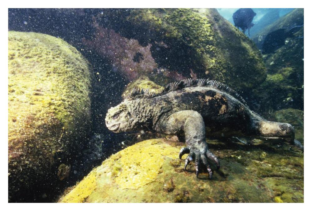 Marine Iguana grazing on seaweed in wave, Academy Bay, Galapagos Islands-Paper Art-20"x14"