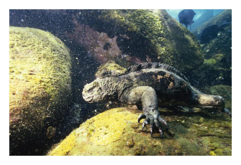 Marine Iguana grazing on seaweed in wave, Academy Bay, Galapagos Islands-Paper Art-26"x18"