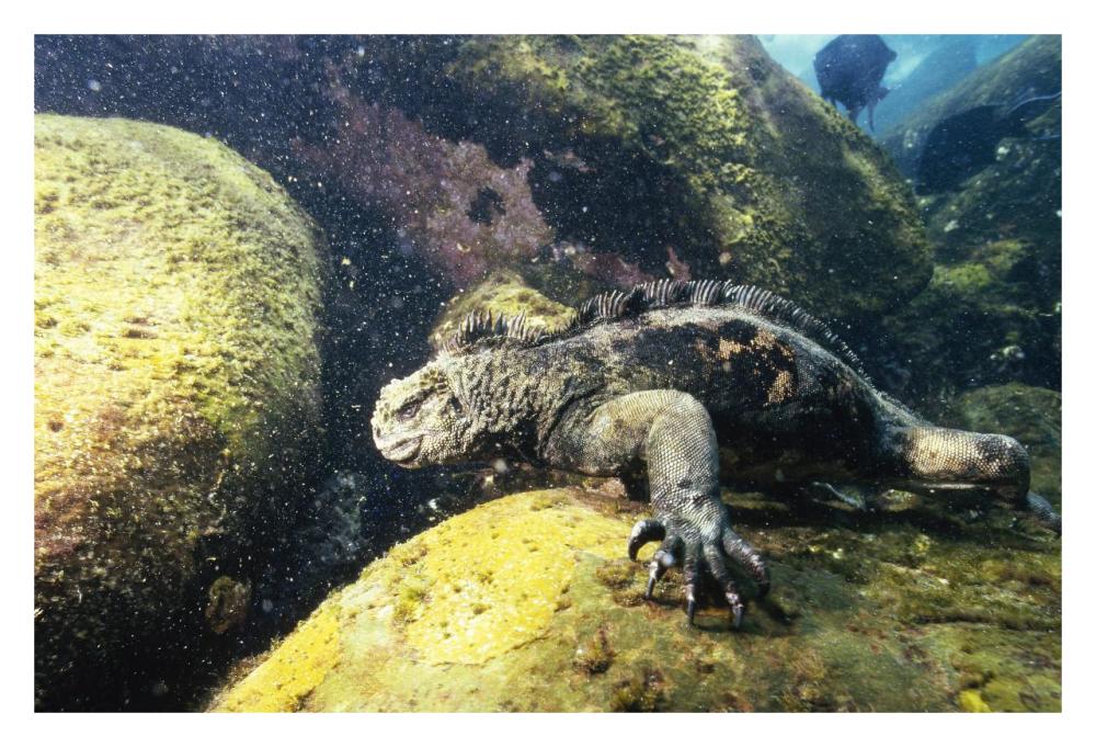 Marine Iguana grazing on seaweed in wave, Academy Bay, Galapagos Islands-Paper Art-32"x22"
