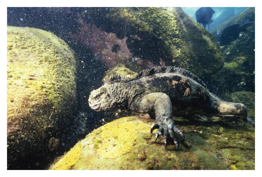 Marine Iguana grazing on seaweed in wave, Academy Bay, Galapagos Islands-Paper Art-38"x26"