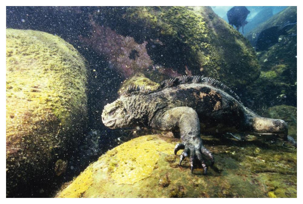 Marine Iguana grazing on seaweed in wave, Academy Bay, Galapagos Islands-Paper Art-50"x34"