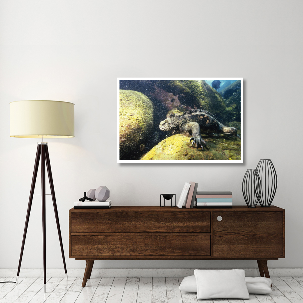 Marine Iguana grazing on seaweed in wave, Academy Bay, Galapagos Islands-Paper Art-50&quotx34"