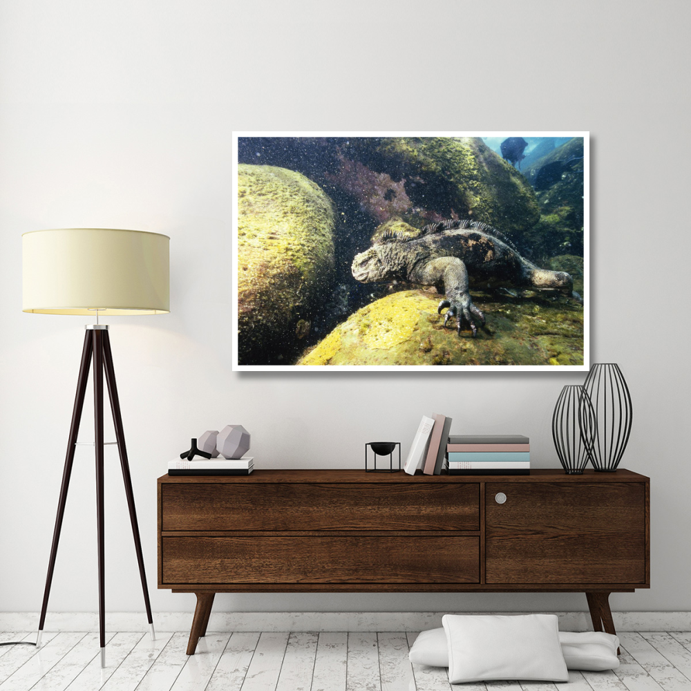 Marine Iguana grazing on seaweed in wave, Academy Bay, Galapagos Islands-Paper Art-62&quotx42"