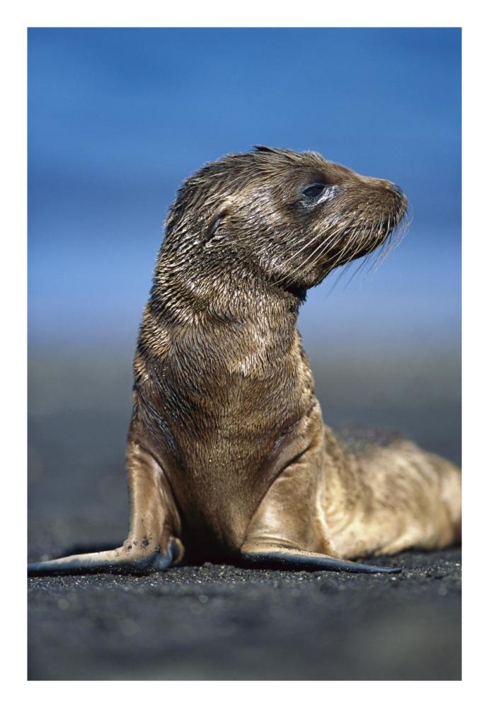 Galapagos Sea Lion pup awaiting mother's return, Galapagos Islands, Ecuador-Paper Art-18"x26"