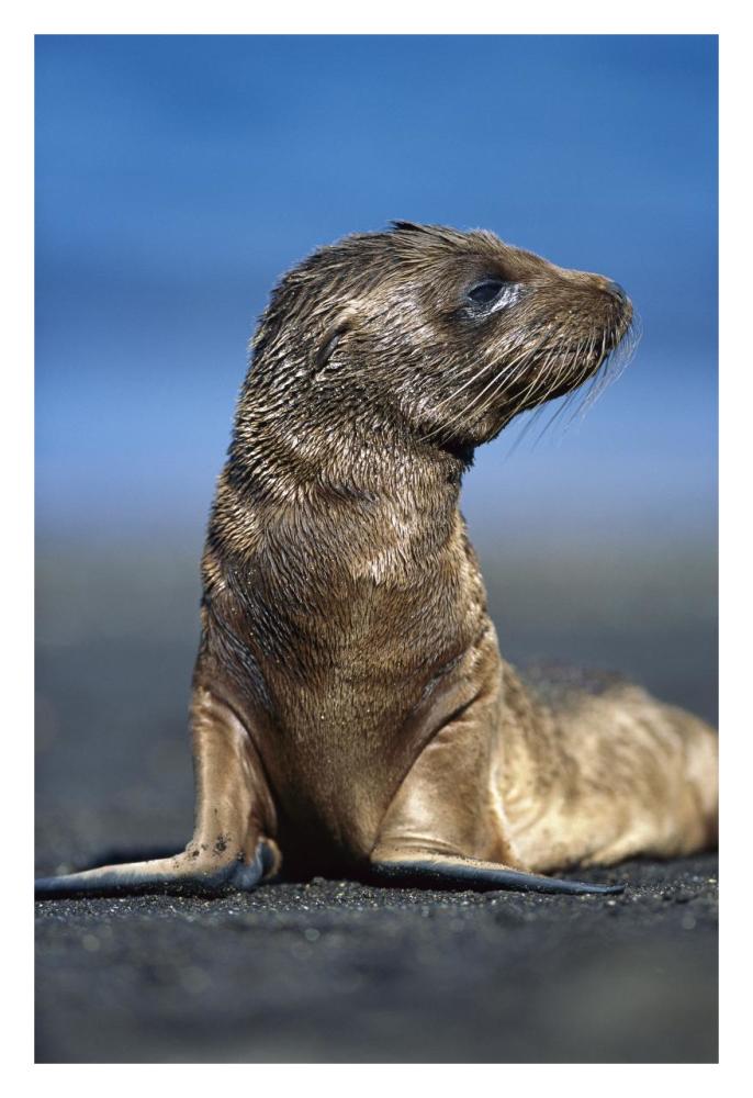 Galapagos Sea Lion pup awaiting mother's return, Galapagos Islands, Ecuador-Paper Art-22"x32"
