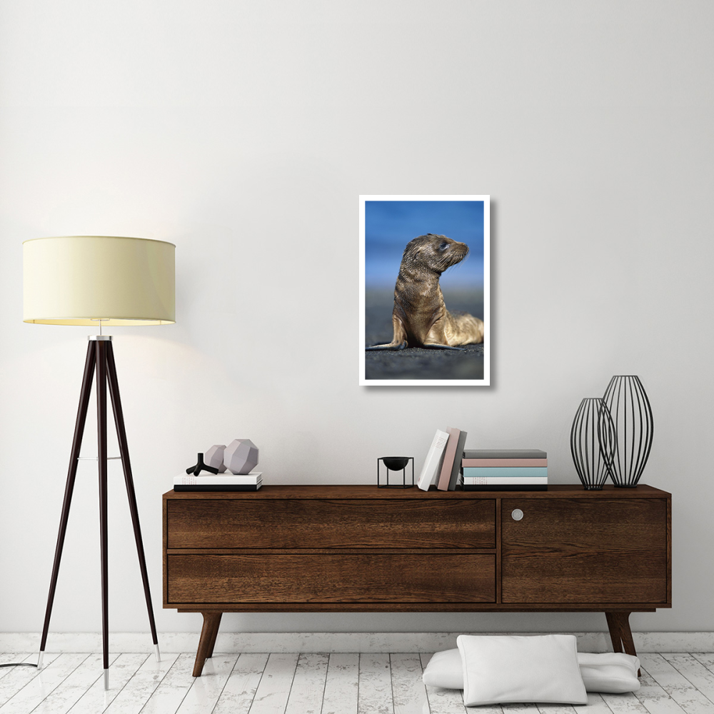 Galapagos Sea Lion pup awaiting mother's return, Galapagos Islands, Ecuador-Paper Art-22&quotx32"