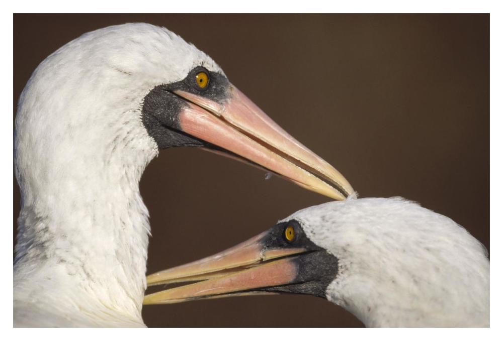 Masked Booby couple allopreening during courtship, Galapagos Islands-Paper Art-20"x14"