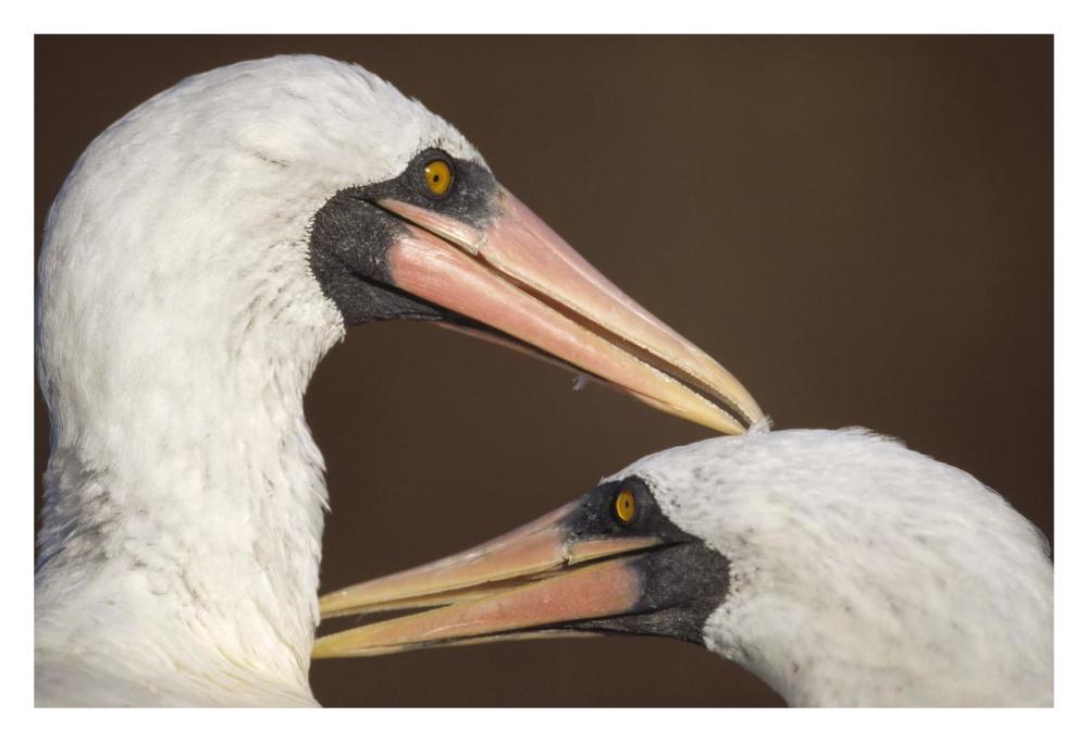 Masked Booby couple allopreening during courtship, Galapagos Islands-Paper Art-32"x22"