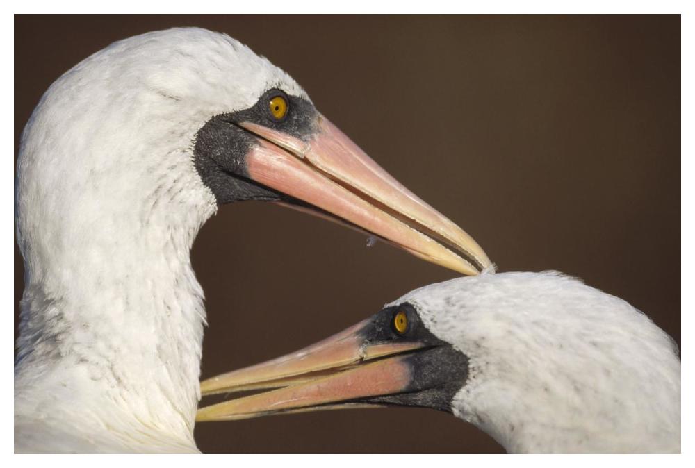 Masked Booby couple allopreening during courtship, Galapagos Islands-Paper Art-50"x34"