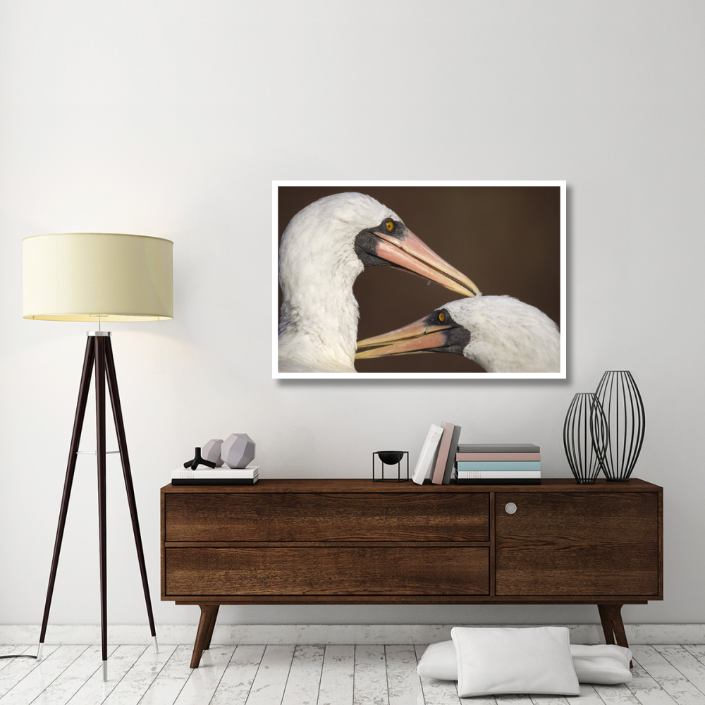 Masked Booby couple allopreening during courtship, Galapagos Islands-Paper Art-50&quotx34"