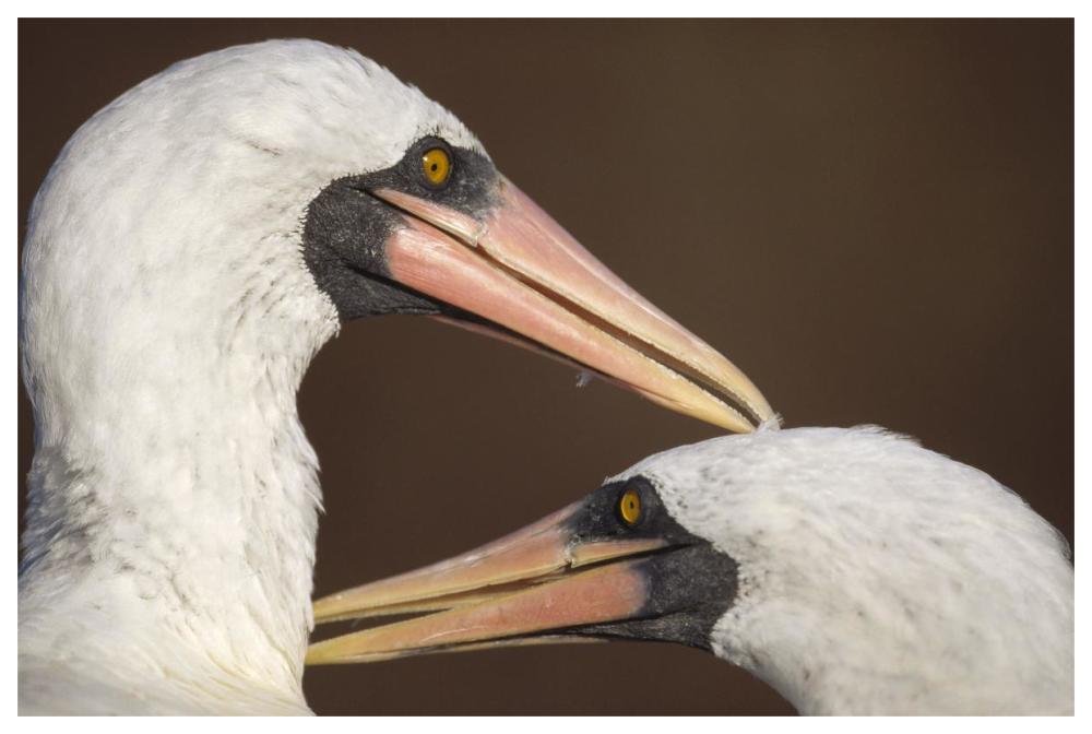 Masked Booby couple allopreening during courtship, Galapagos Islands-Paper Art-62"x42"