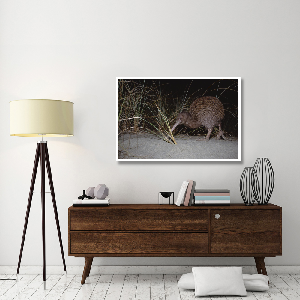 Stewart Island Brown Kiwi female foraging, New Zealand-Paper Art-50&quotx34"