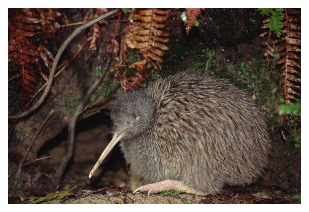 Brown Kiwi male at burrow entrance, Okarito Forest, Westland, New Zealand-Paper Art-20"x14"