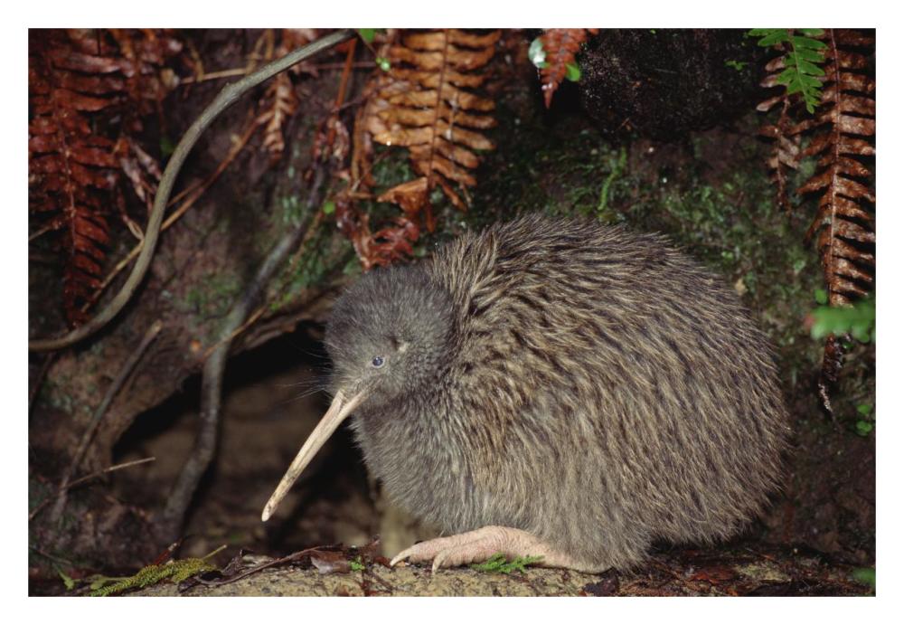 Brown Kiwi male at burrow entrance, Okarito Forest, Westland, New Zealand-Paper Art-32"x22"
