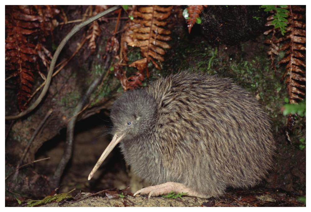 Brown Kiwi male at burrow entrance, Okarito Forest, Westland, New Zealand-Paper Art-62"x42"
