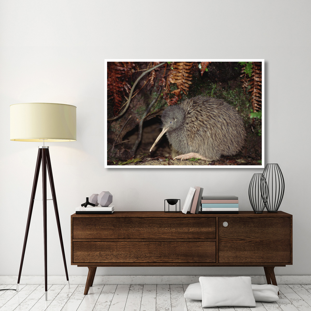 Brown Kiwi male at burrow entrance, Okarito Forest, Westland, New Zealand-Paper Art-62&quotx42"