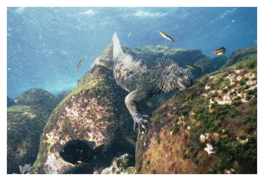 Marine Iguana grazing on seaweed in wave, Academy Bay, Galapagos Islands-Paper Art-20"x14"