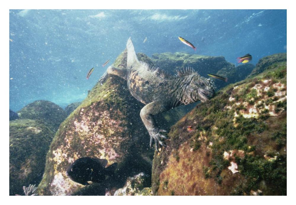 Marine Iguana grazing on seaweed in wave, Academy Bay, Galapagos Islands-Paper Art-32"x22"