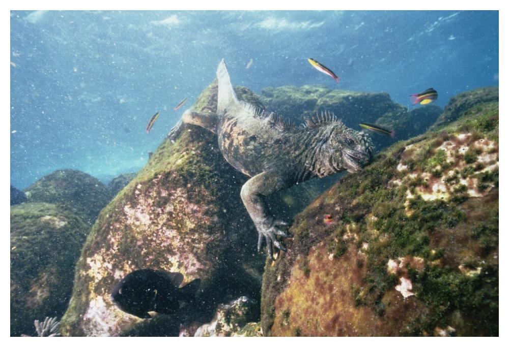 Marine Iguana grazing on seaweed in wave, Academy Bay, Galapagos Islands-Paper Art-50"x34"