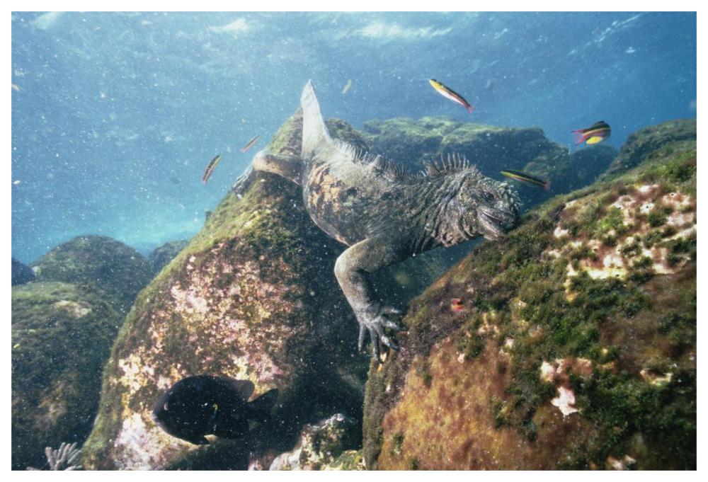Marine Iguana grazing on seaweed in wave, Academy Bay, Galapagos Islands-Paper Art-62"x42"
