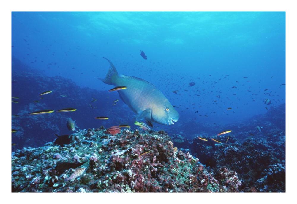 Redlip Parrotfish and coral, Roca Redonda, Galapagos Islands-Paper Art-26"x18"