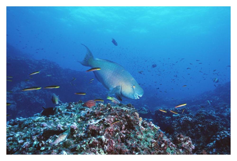 Redlip Parrotfish and coral, Roca Redonda, Galapagos Islands-Paper Art-38"x26"