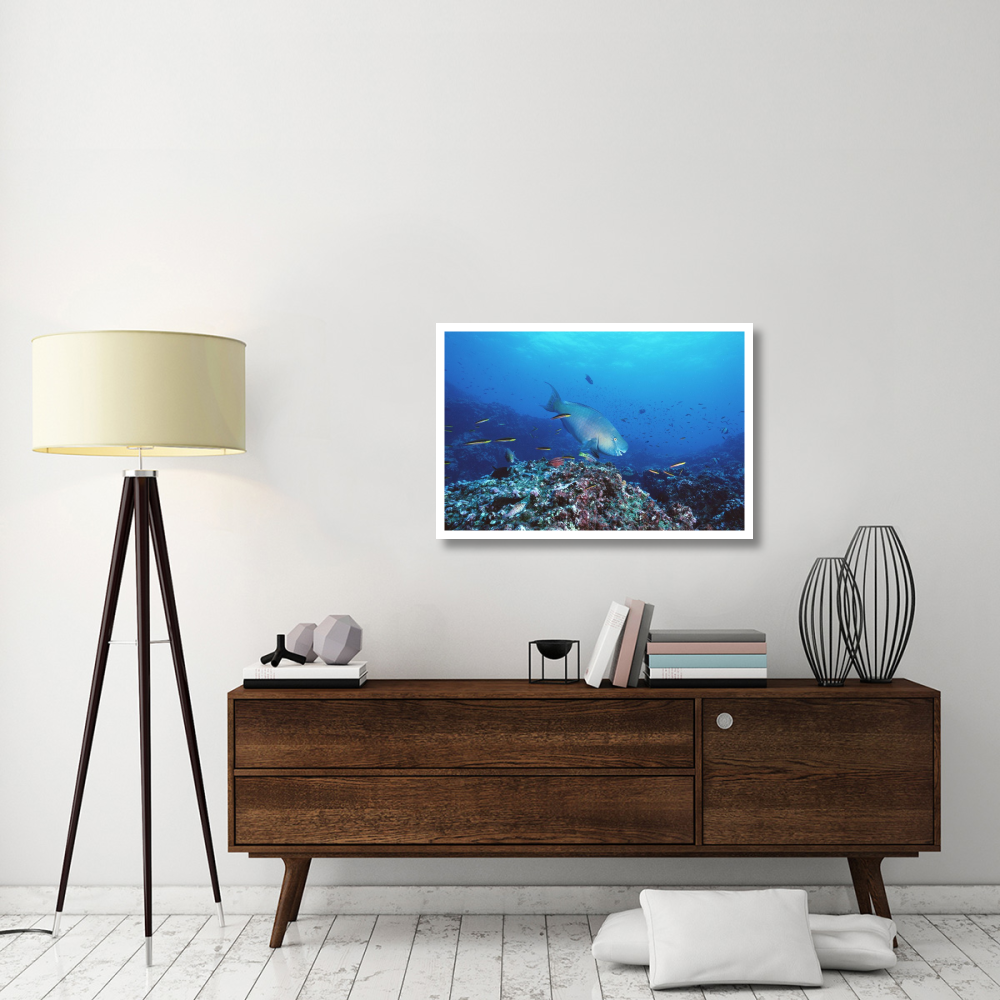 Redlip Parrotfish and coral, Roca Redonda, Galapagos Islands-Paper Art-38&quotx26"
