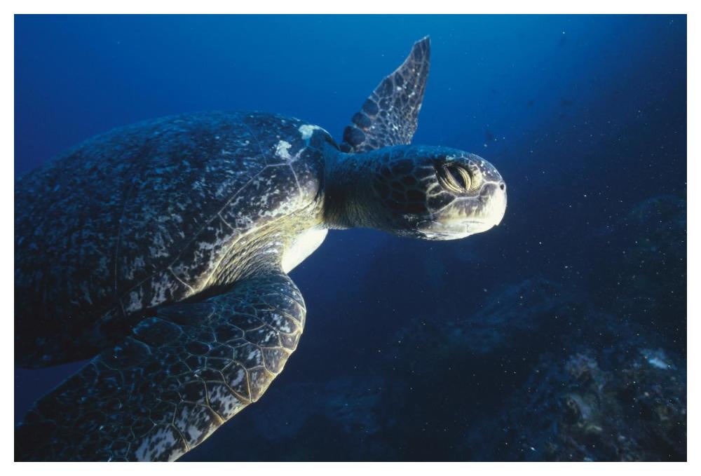 Green Sea Turtle, Cousin's Island, Galapagos Islands, Ecuador-Paper Art-50"x34"