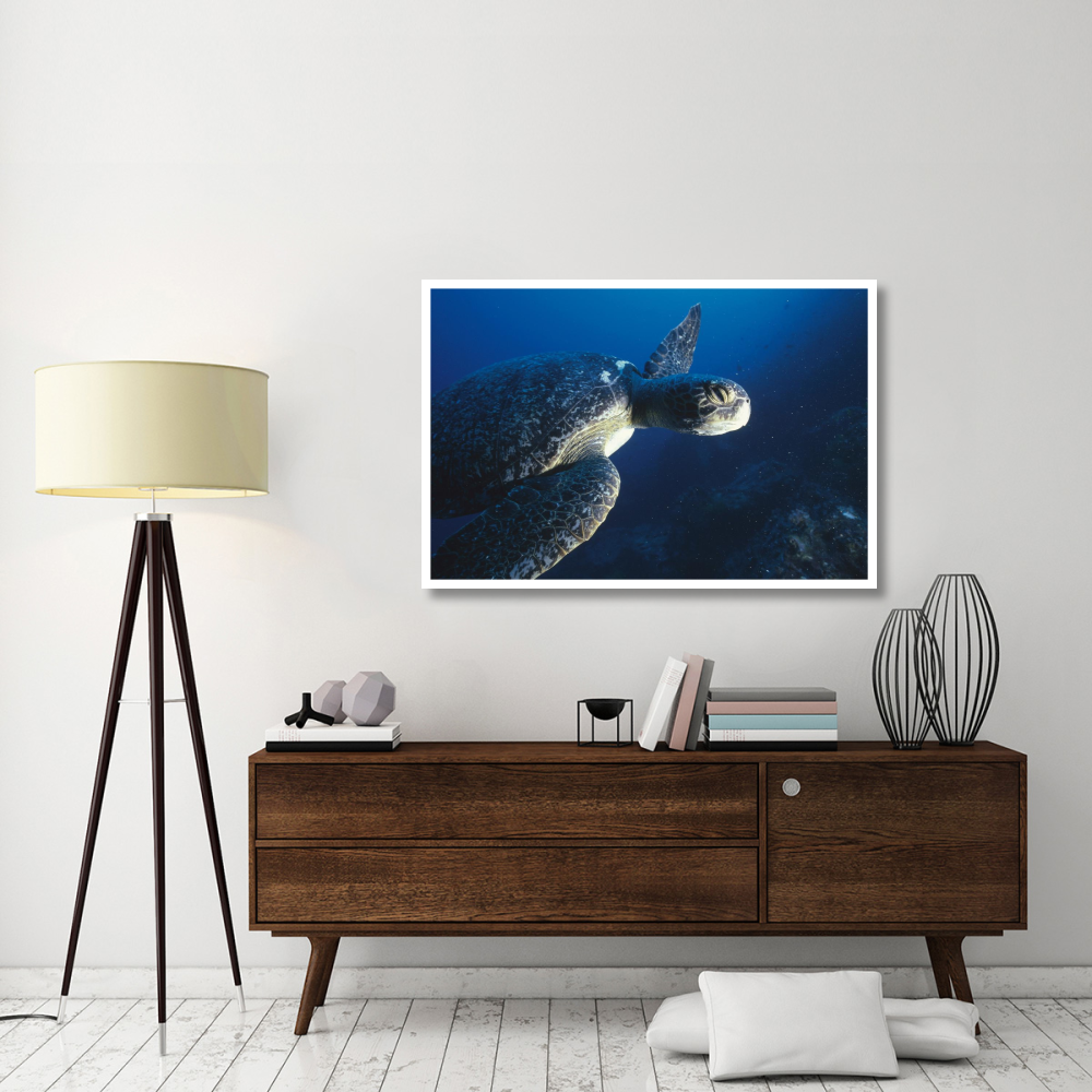 Green Sea Turtle, Cousin's Island, Galapagos Islands, Ecuador-Paper Art-50&quotx34"